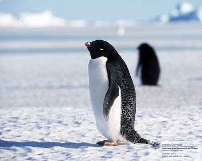 Cute Penguin Wallpapers