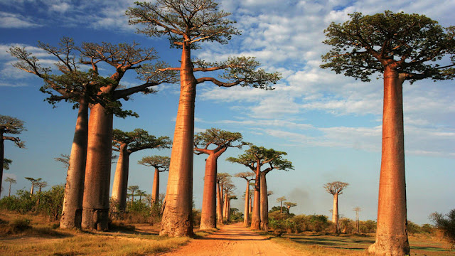 Stand of baobab trees