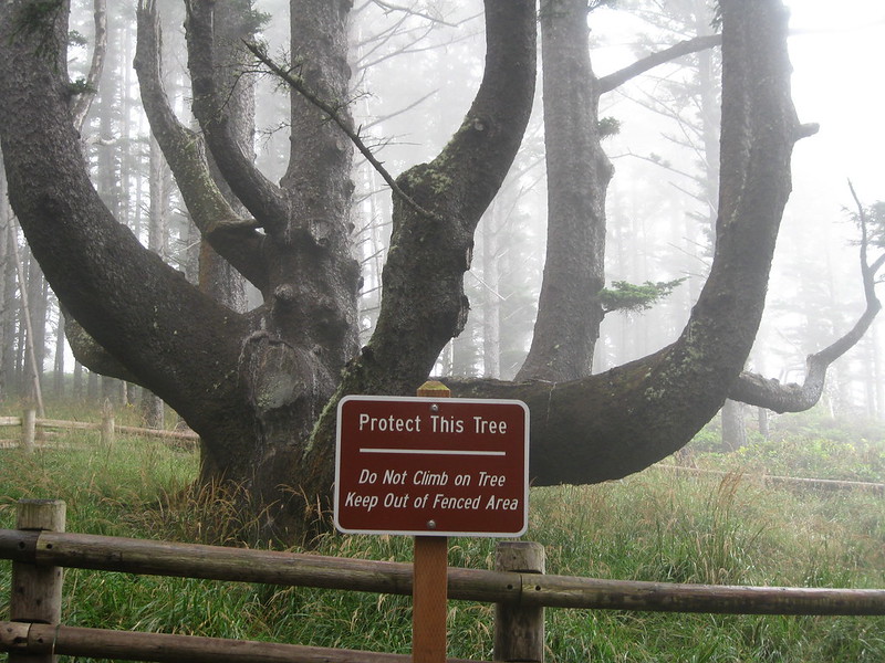 oregon tree octopus