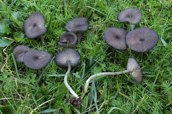 Entoloma serrulatum