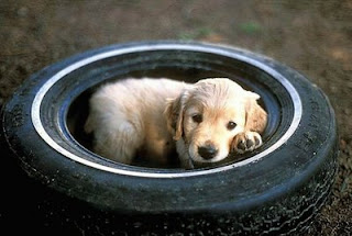 retriever cute dog in tyre photo dog tyred
