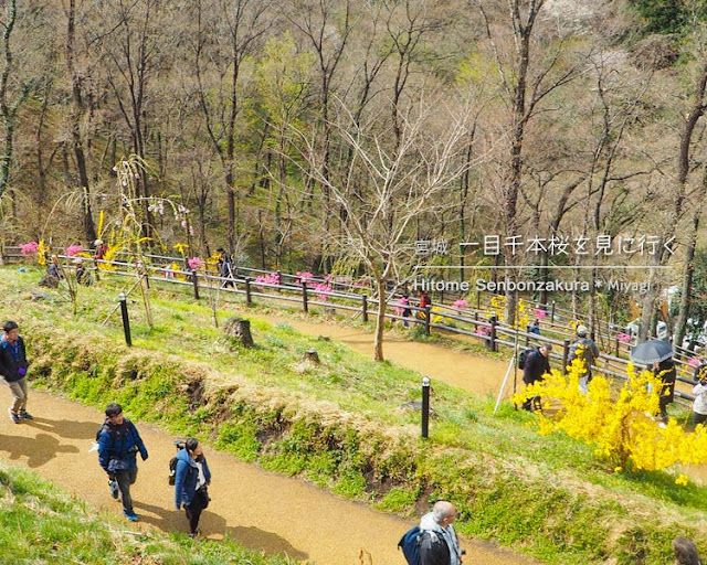 日帰りで宮城の一目千本桜を見に行ってきた