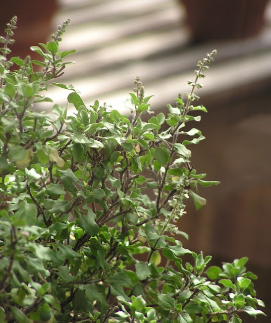 Holy Basil (tulsi,) brings Relief from Stress, Depression and Anxiety Naturally