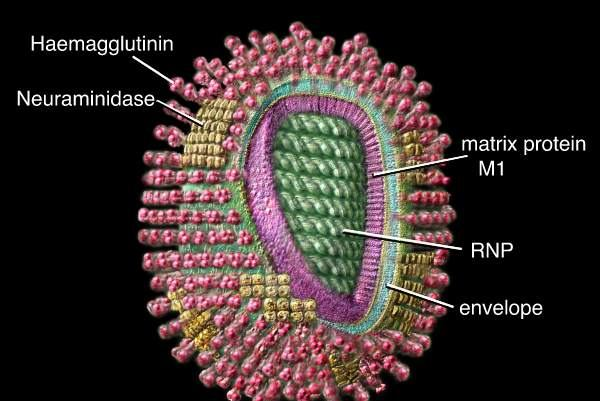 Marfologi, Struktur dan Komposisi Virus Influenza (Orthomyxovirus famili)