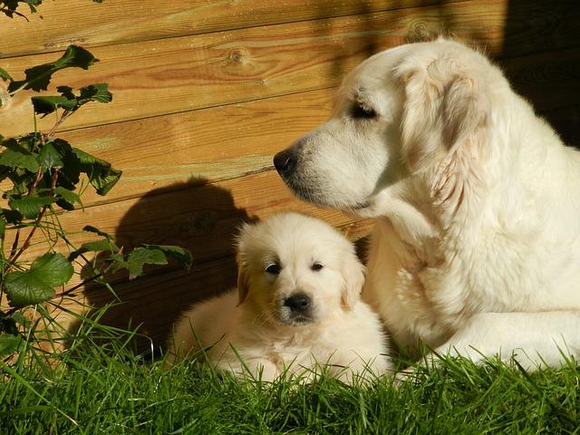 mother-dog-Puppy,Dogs,