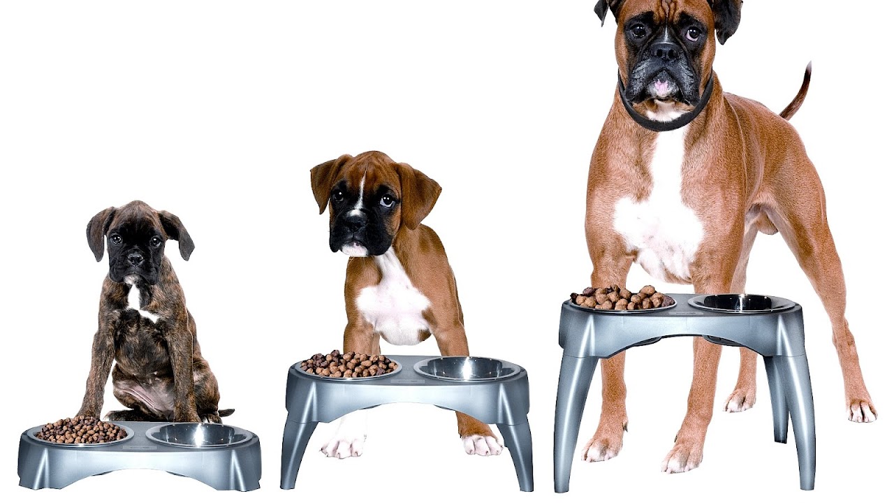 Nutrition For Dogs