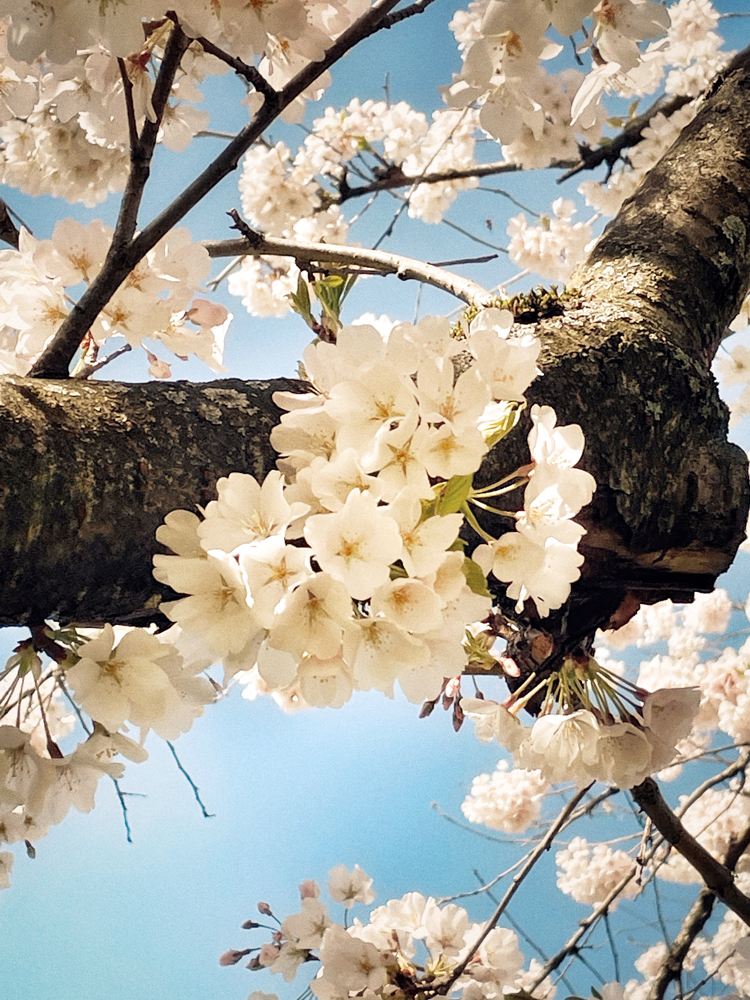 Cherry Blossoms in Portland, Oregon