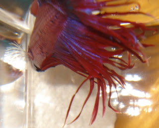 crowntail betta splenden