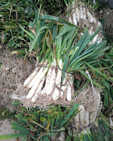 Kalsoti, calçots