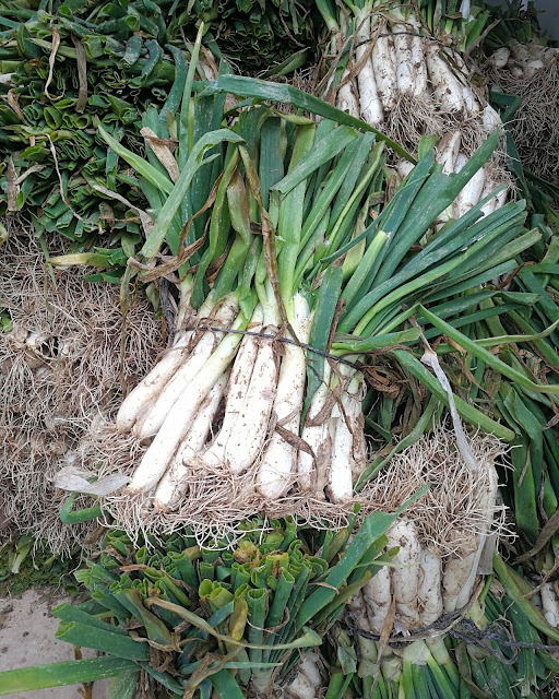 Kalsoti, calçots