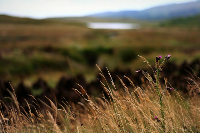 turf and grass and flowers in Connemara