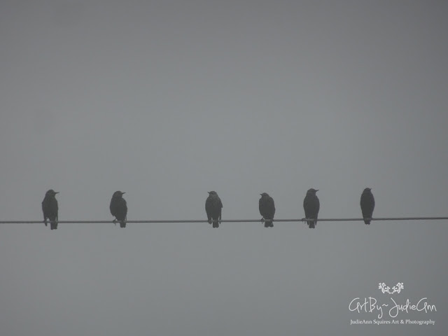 Starling Photos