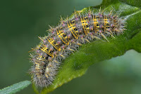 Vanessa cardui