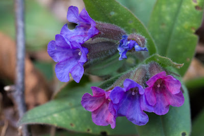 Pulmonaria officinalis.