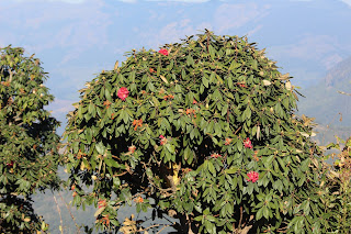 Rhododendron