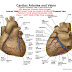 Coronary Arteries / Calcium PET/CT testing in coronary arteries predicts heart ... / The right coronary artery travels along the coronary sulcus (between the right atrium and ventricle), where it typically gives off smaller branches to the right atrium, av node (80% of people).