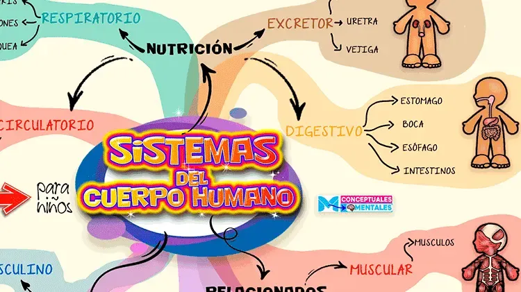 Mapa Mental del Cuerpo Humano para Niños