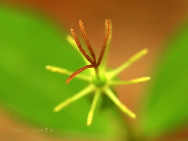 Paris tetraphylla