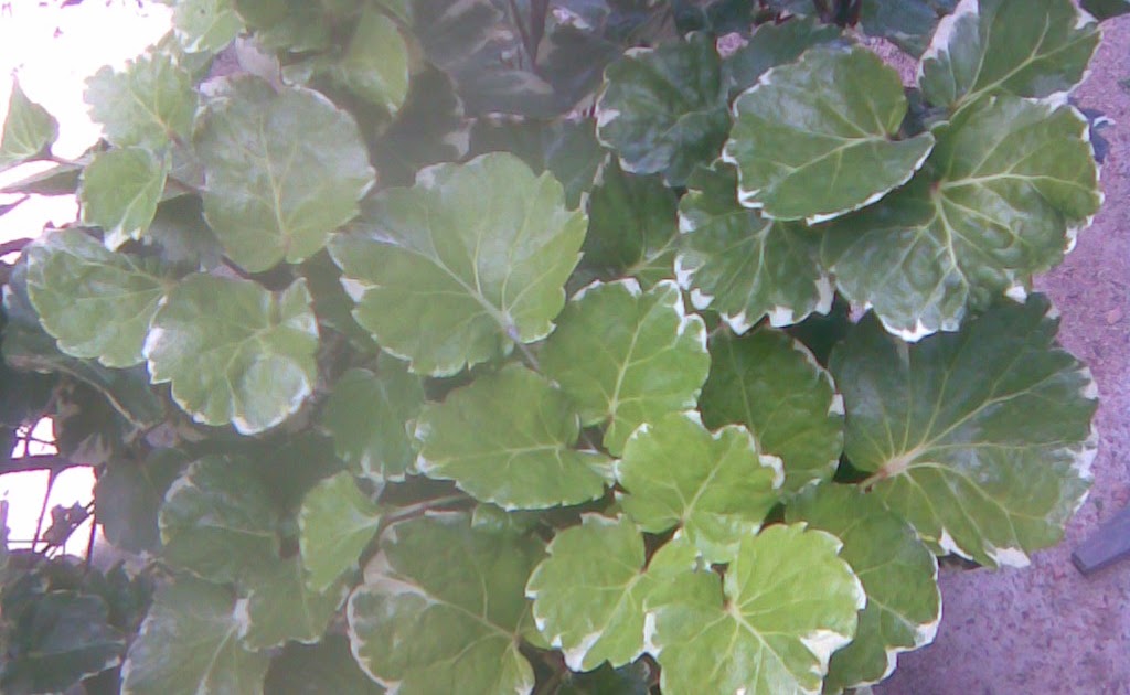 WARISAN ETNOBOTANI: Daun 5 Rial WARISAN ETNOBOTANI: Daun 5 Rial