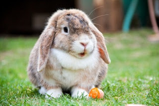 Ternak kelinci: Hobi yang Menghasilkan