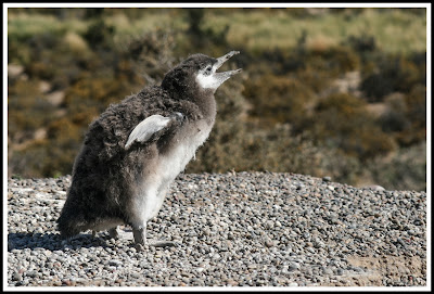 pinguinos,punta tombo