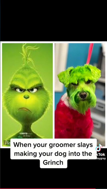 Dog dyed green