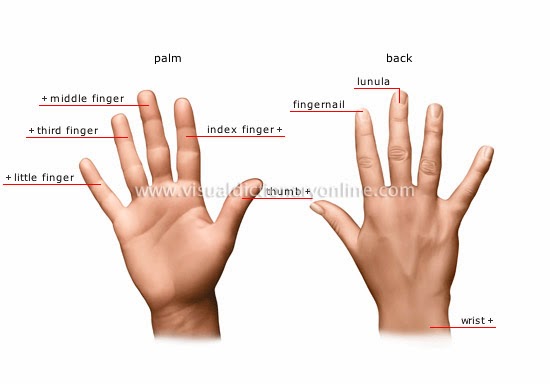 ... worn on the fourth finger of the left hand, otherwise known as the