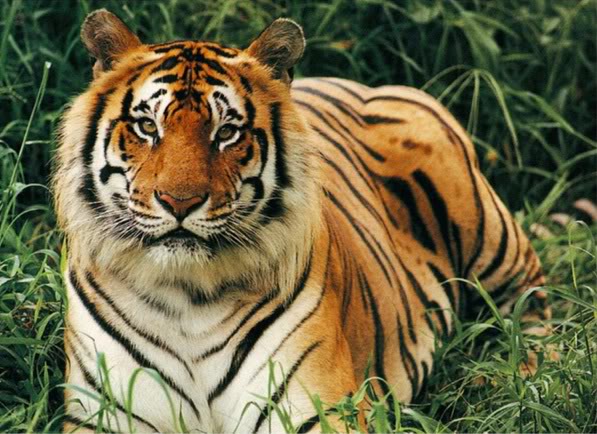 Animals In Endangered: List of Endangered Animals in India