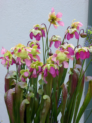 Saracennia plants in Leslie Harris' garden