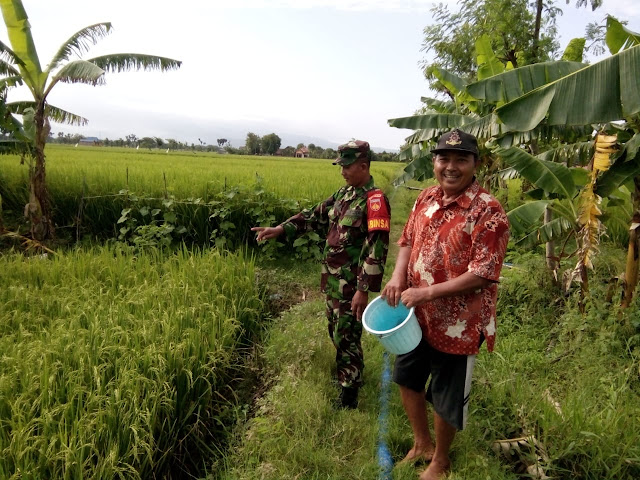 Kodim Sragen - Desa Tegalrejo Masih Unggulkan Varietas Ciherang