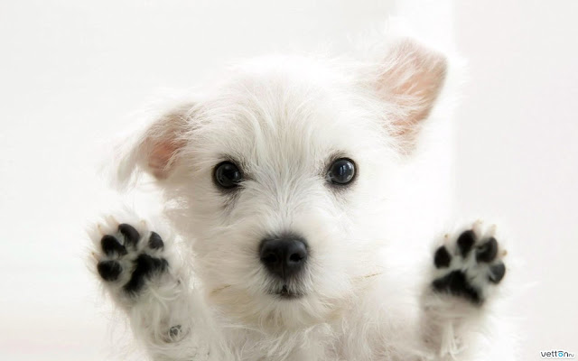 Cute Lovely Dogs Wallpapers