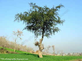 Jujube Tree Picture