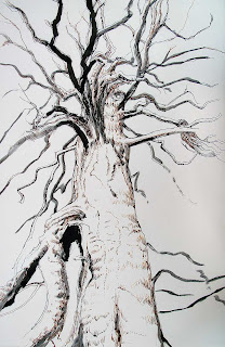 big tree, old growth, pen & ink, pen and ink, ink brush, tree