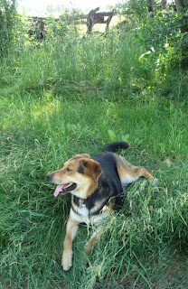 Toby panting in the shade of a tree