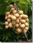 Longan Diamond