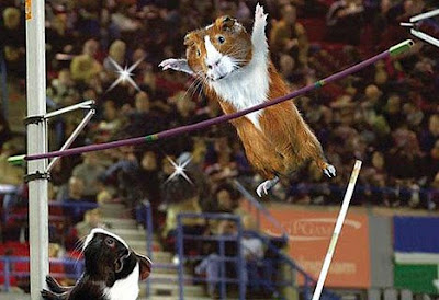 Grueling Guinea Pig Games of the 2009 Olympics