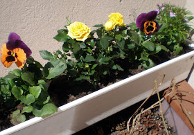 yellow miniature mother's day rose pansies lobelias