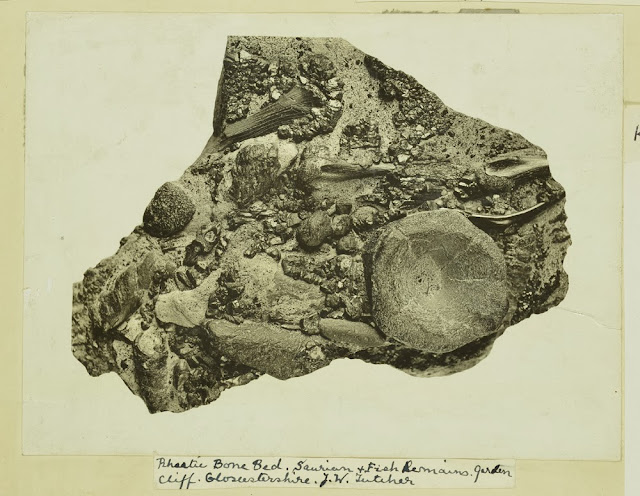 Rhaetic Bone Bed. saurian and fish remains. Garden Cliff. Gloucestershire. J.W. Fletcher.