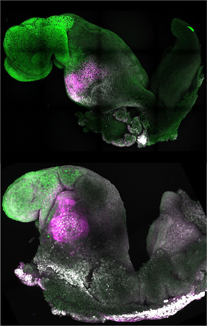 Embriones naturales (arriba) y sintéticos (abajo) uno al lado del otro para mostrar una formación cerebral y cardíaca comparable. Crédito de la imagen: Amadei y Handford