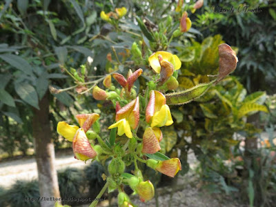 Pigeon pea, Cajanus cajan, Bangladesh, Fabaceae