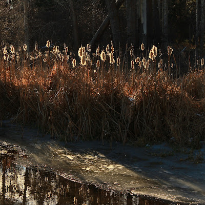 Cattails from the Refuge