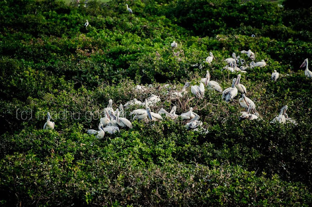 Vedanthangal Bird Sanctuary