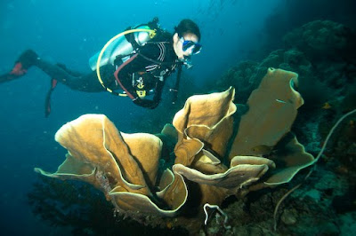 coral reef at archipelago raja ampat 1