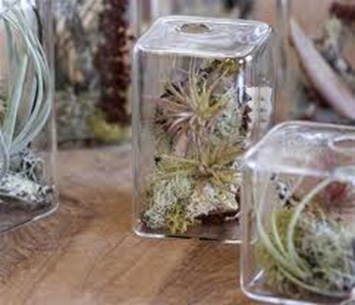 cube terranium