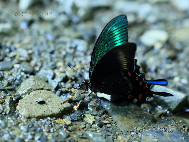 Papilio maackii