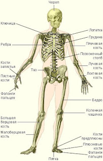 название костей в человеческом скелете