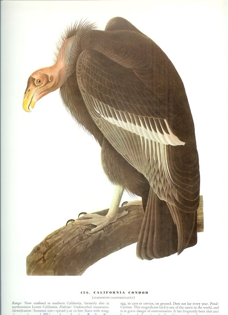 Audubon Bird