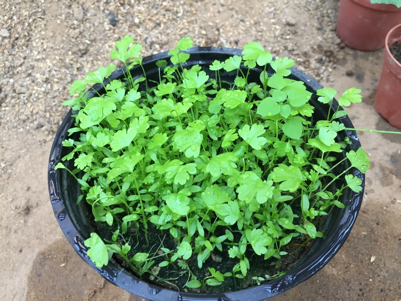 Growing celery indoors has many benefits, including an earlier harvest. So get ahead on your gardening by starting celery seeds indoors and producing your own transplants!