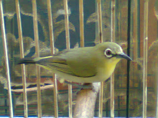 pleci gacor