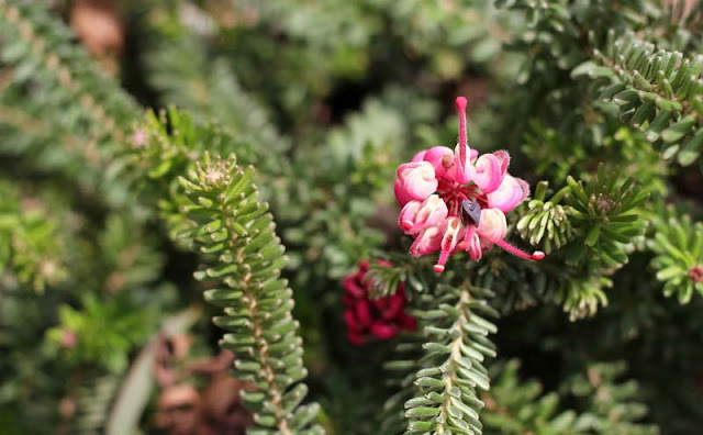 Grevillea Lanigera Flowers